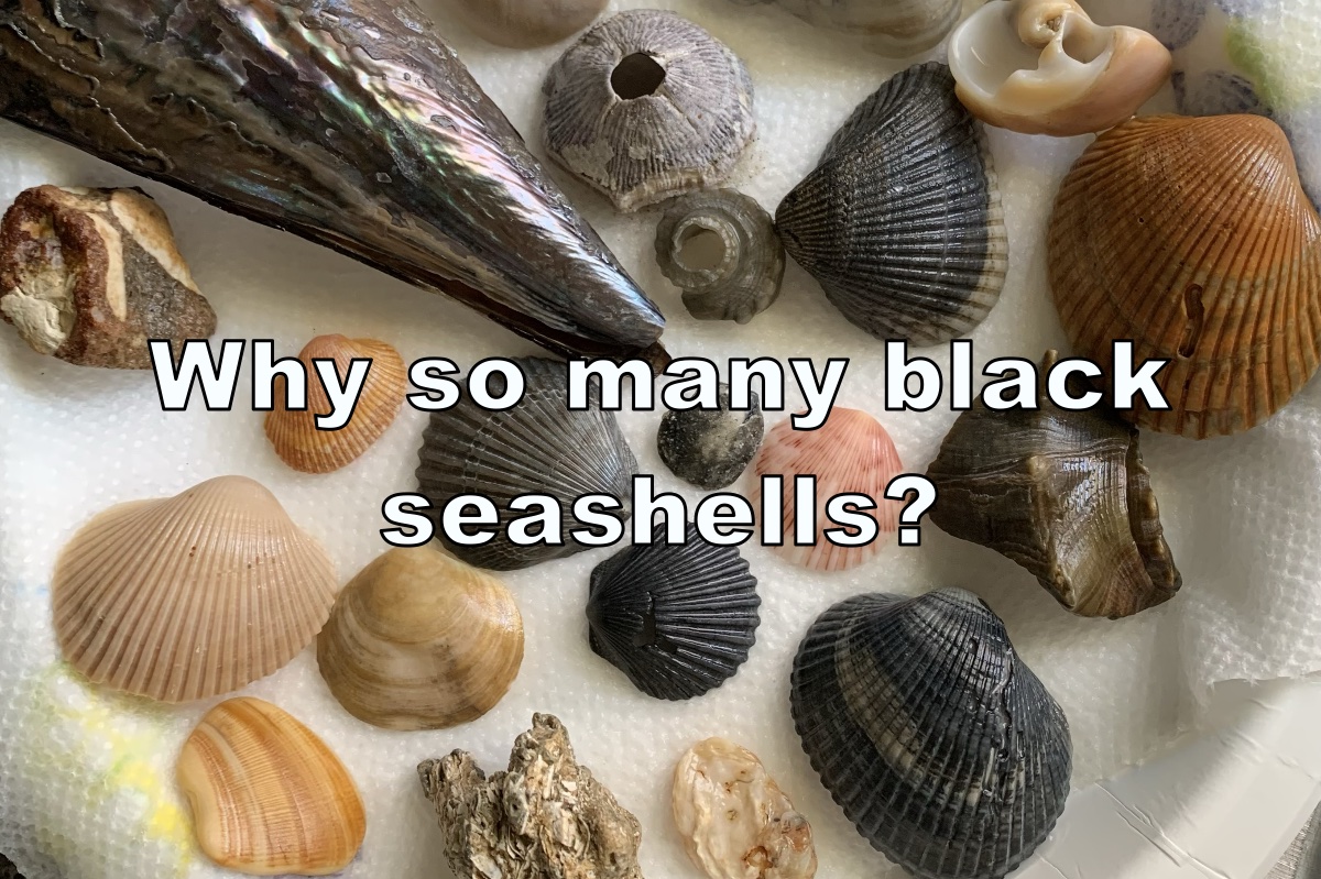no.0468 ブラックカットとSea shell black-seashells.jpg?fit=1200,