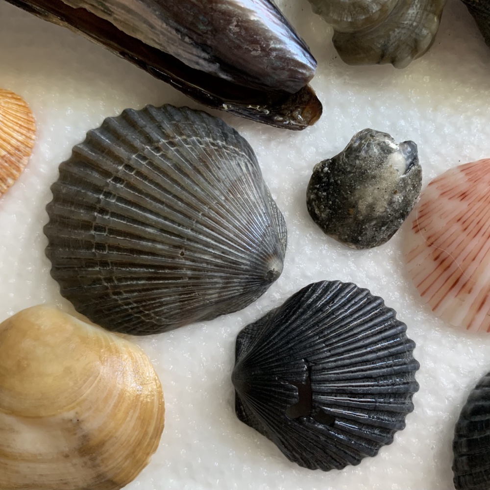 Ever Wonder About The Reason For Black Seashells? - Seashells by