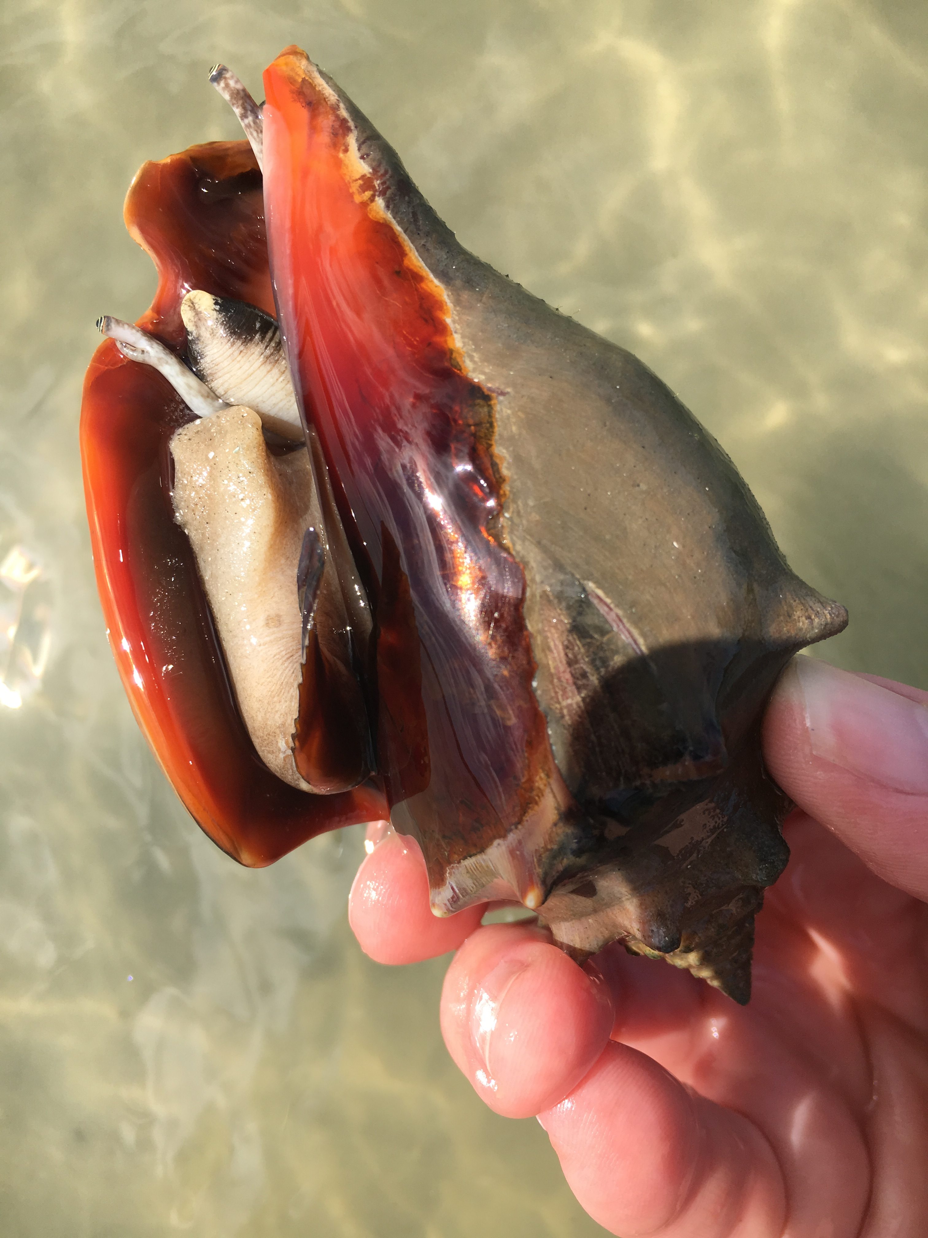 Florida Fighting conch seashell with a living snail inside.