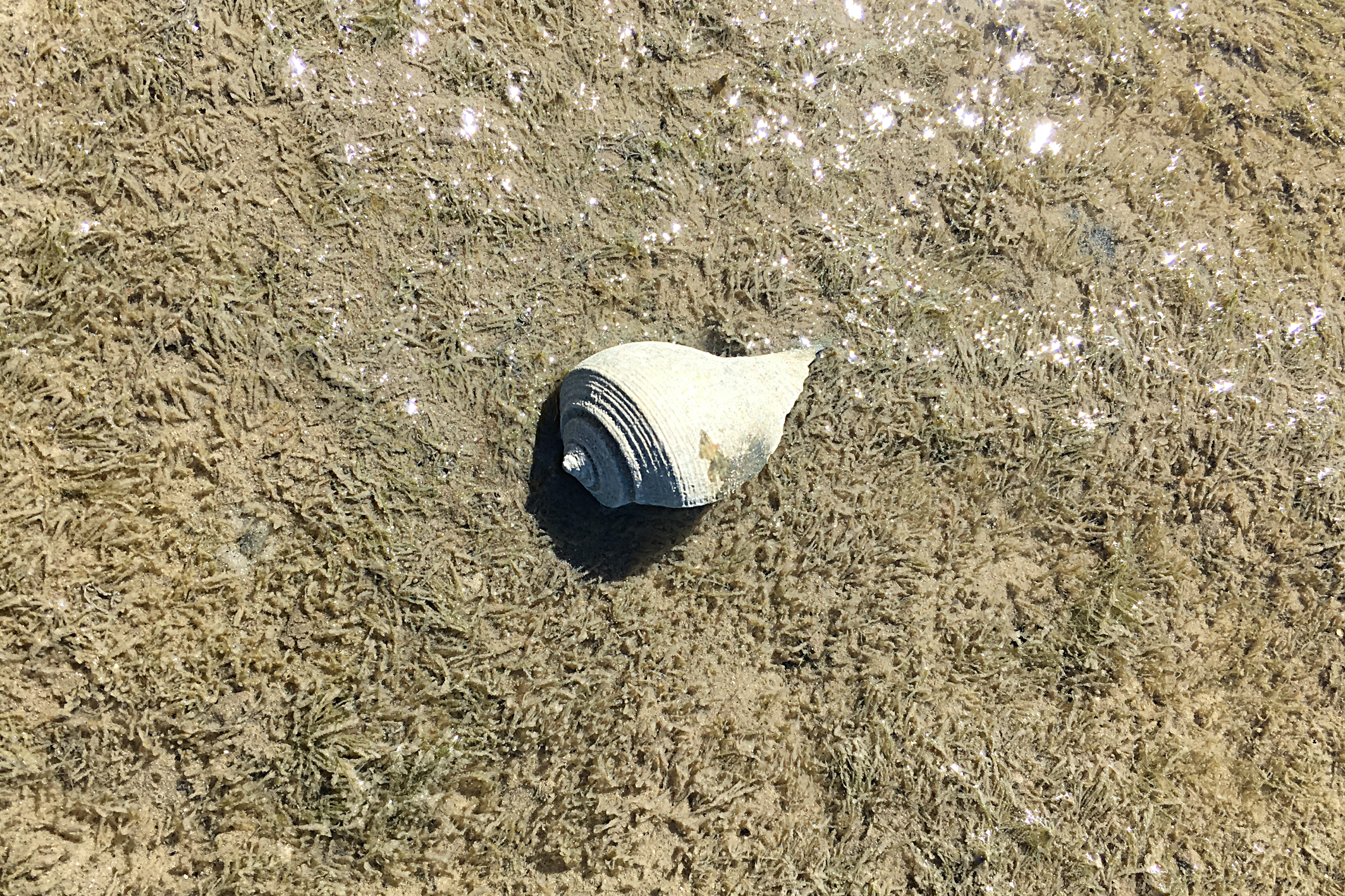 A Little Spiral Whelk Shell I Can’t Identify