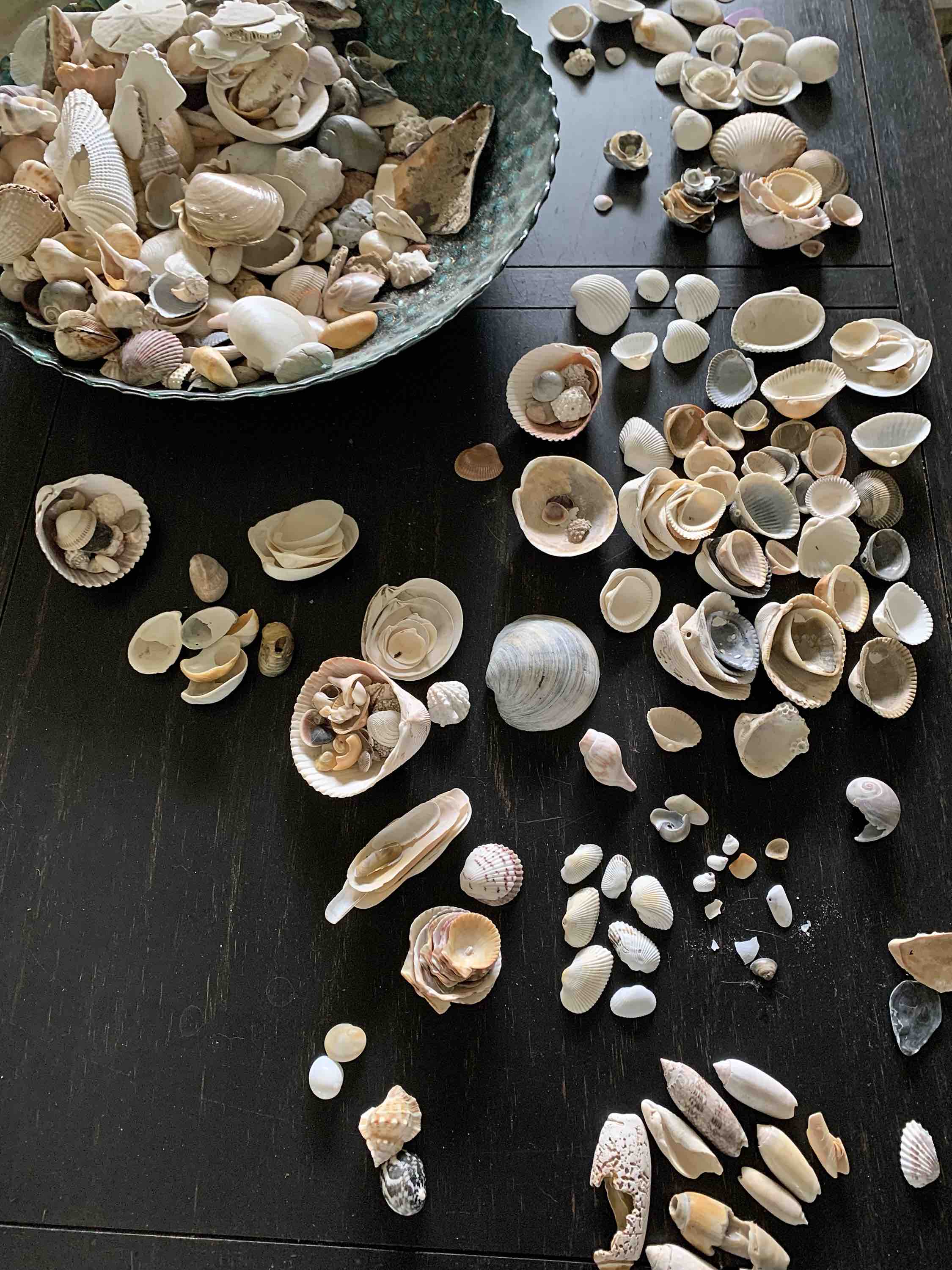 Seashells by MillhillAnswering Common Seashell Questions