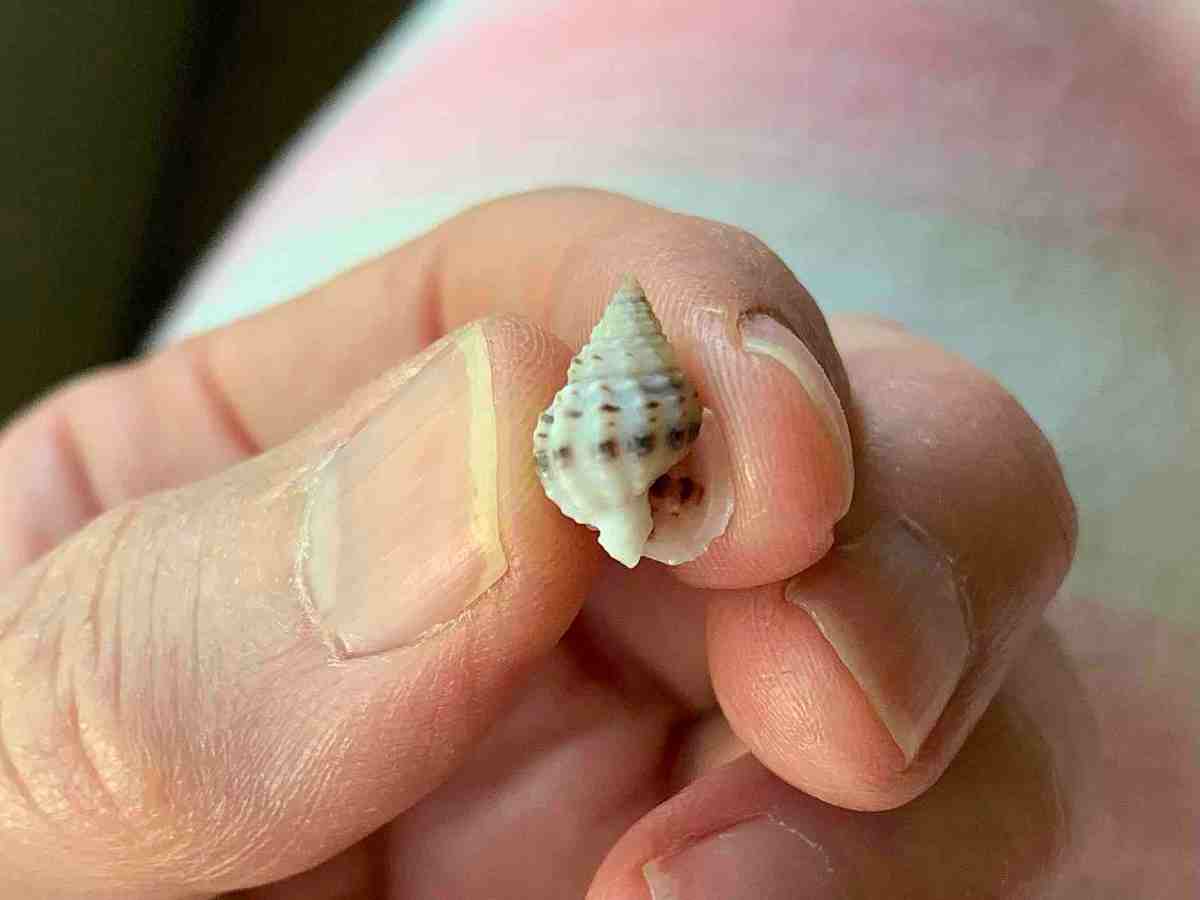 The Bruised Nassa Is a Tiny Sea Snail