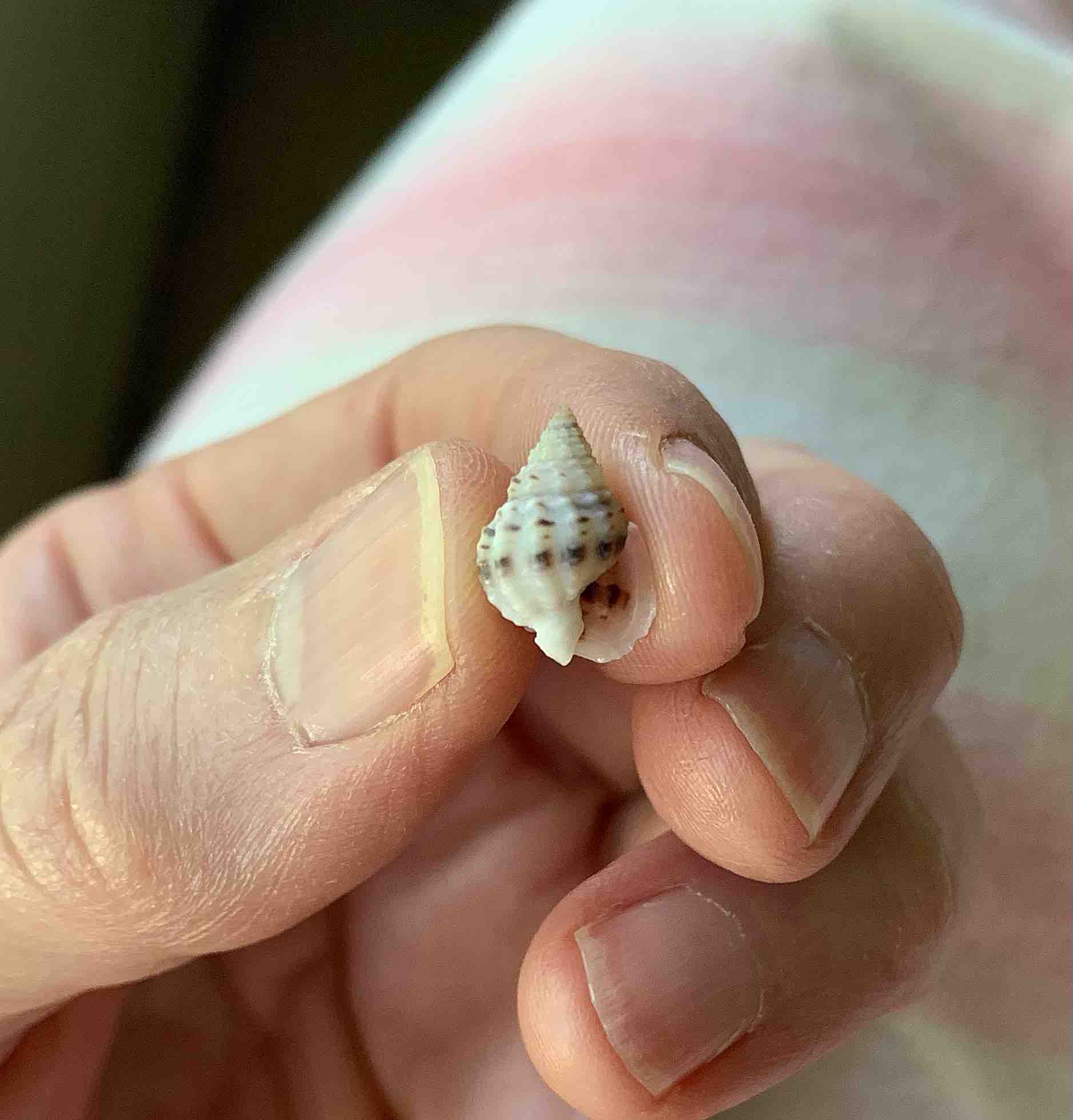 The Bruised Nassa Is a Tiny Sea Snail