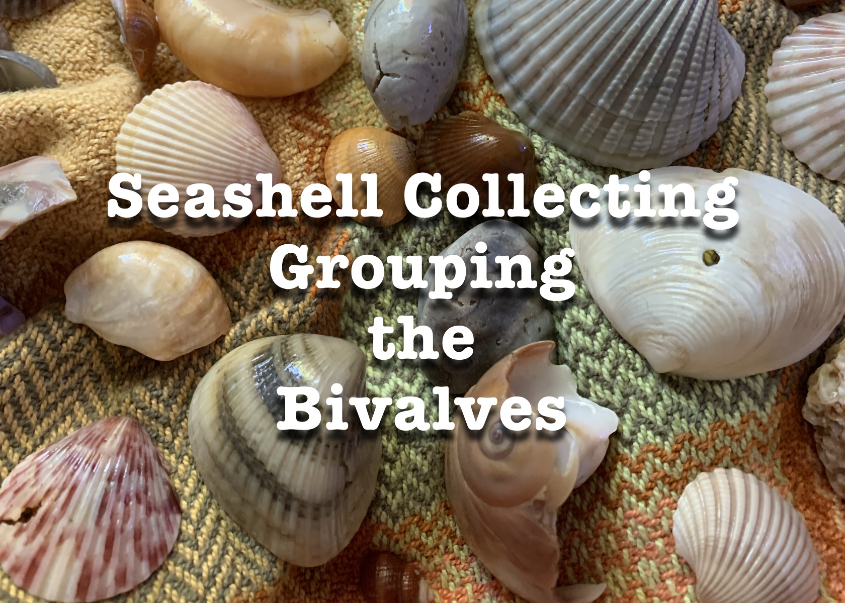 Seashell collecting, grouping the bivalves