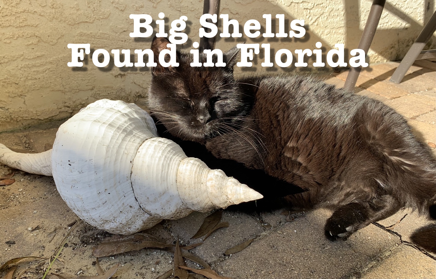 Big seashells found in Florida