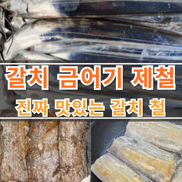 갈치 금어기와 갈치 제철 진짜 갈치철을 알아보자