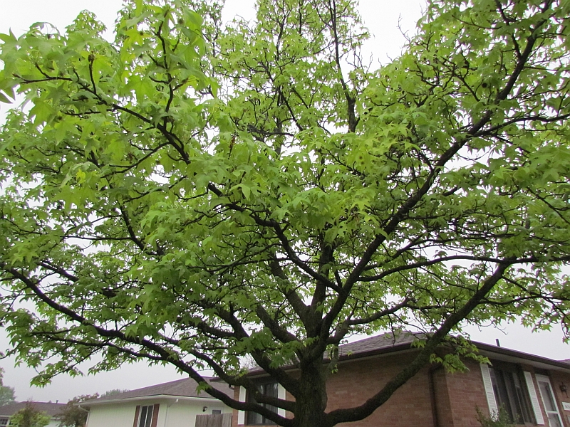 Common Trees Of Ohio A Handy Pocket Manual Of The Common And Introduced Trees Of Ohio Trees Ohio 66 Common Trees American Elm Ulmus Americana Linnaeus Of All Trees