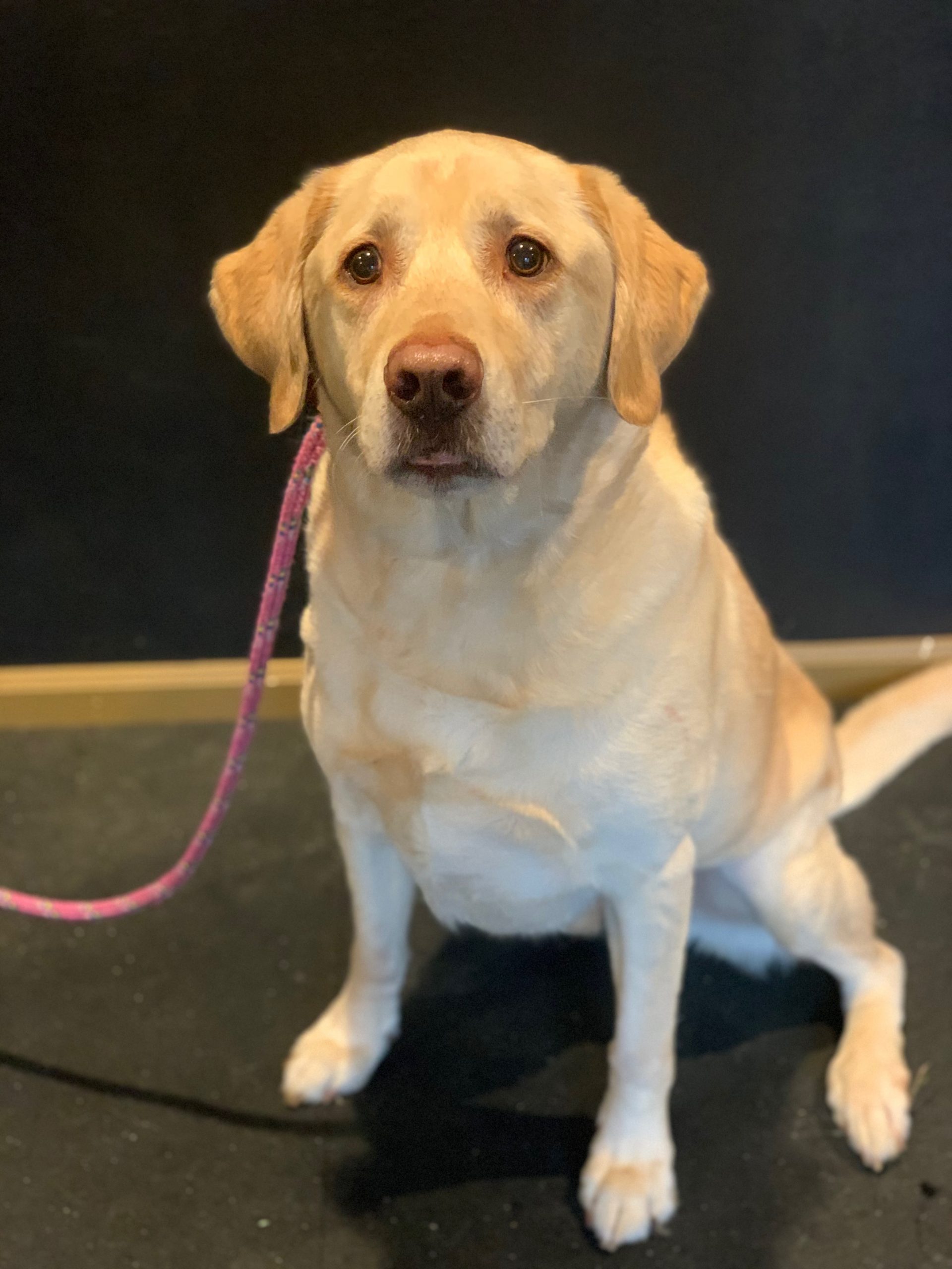 Dog Training for Seattle, Shoreline, Lynnwood, Edmonds, Bellevue Areas.