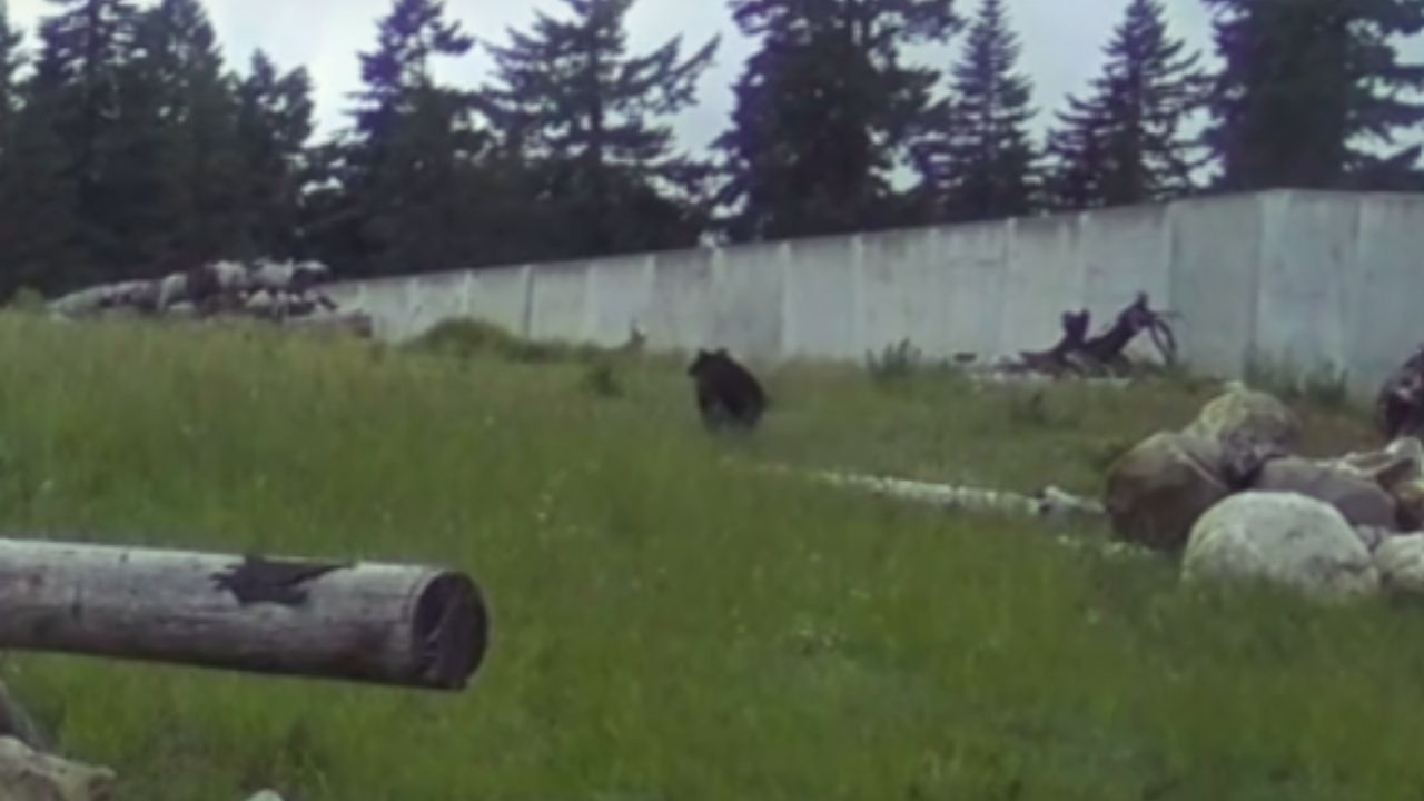 Washington's $6.2M Wildlife Bridge: First Bear Crossing! (2026)