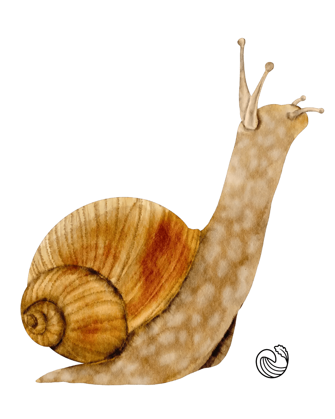 Curious Snail peering up, seawyld logo