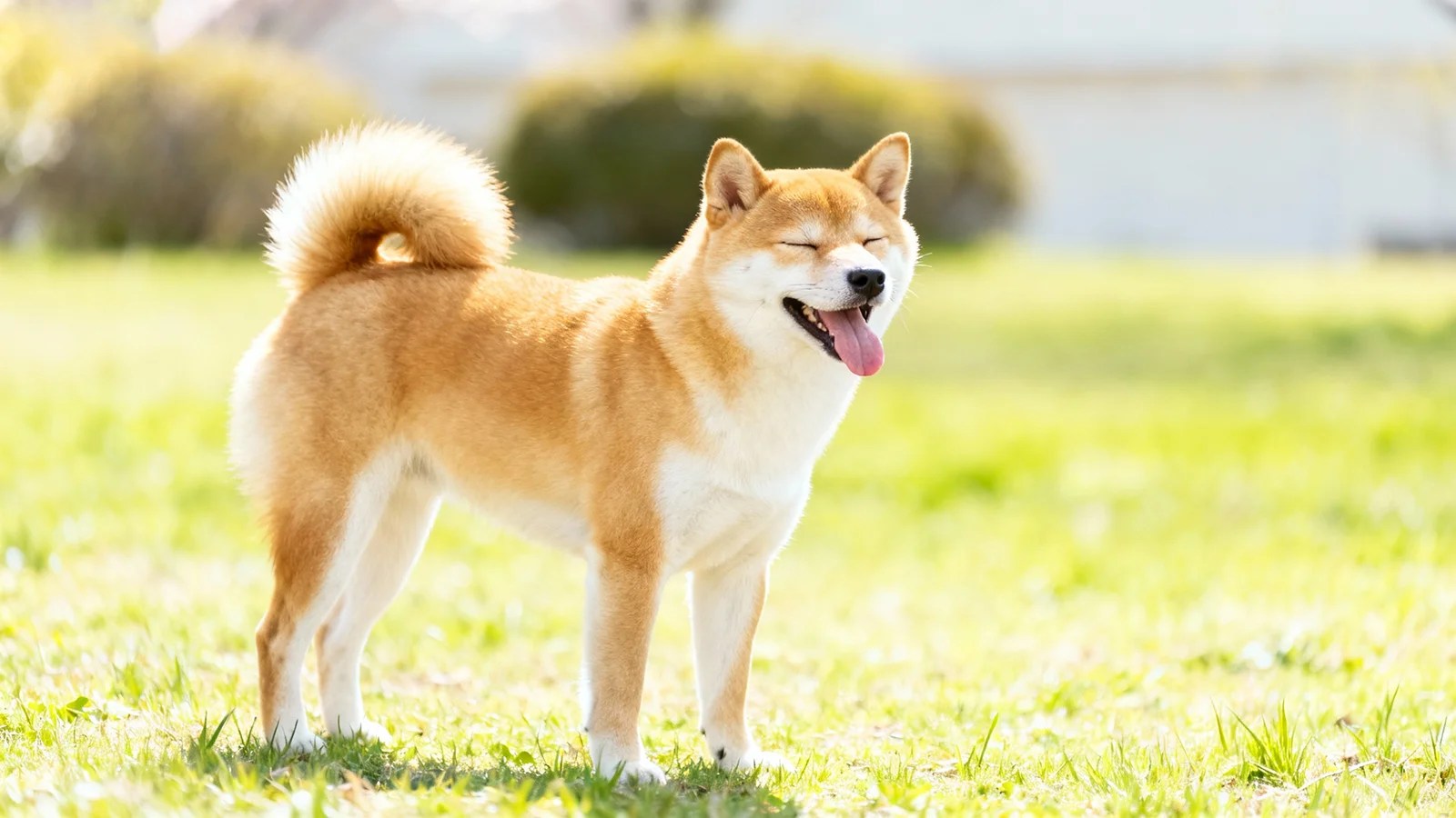 柴犬