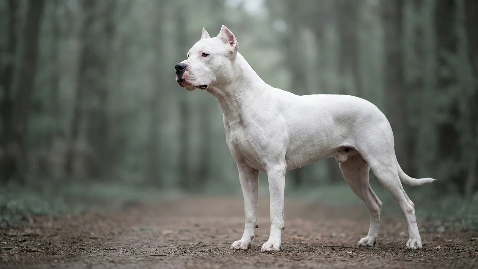 阿根廷杜高犬