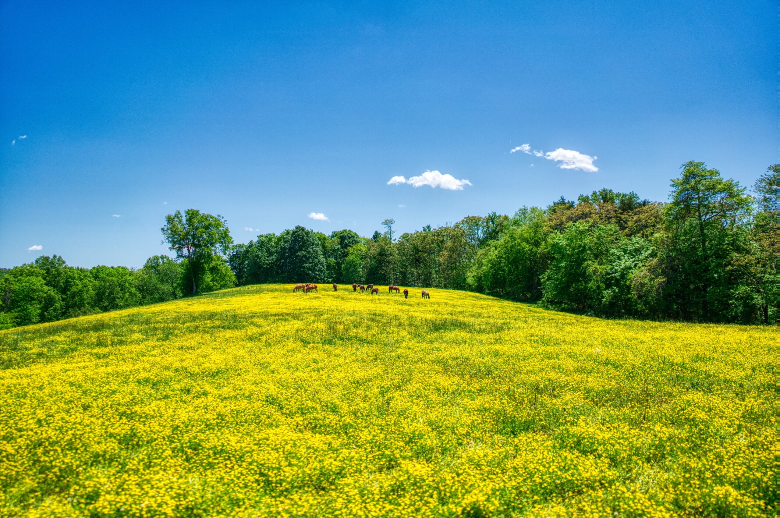 Pasture - Spring - Yellow