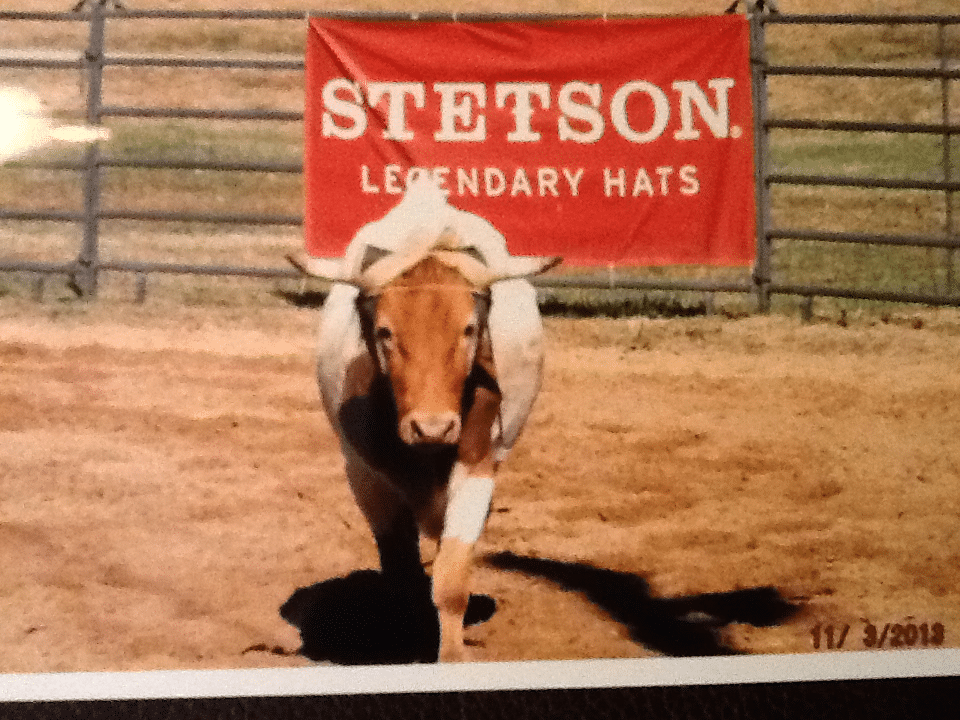 Roping steer 2015