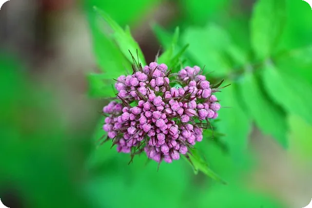 마데카크림 시즌4 효능과 성분 알아보기