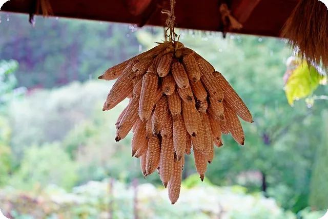 다이어트 식단 성공의 비밀을 아시나요