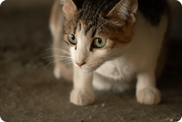 고양이 발 마사지의 효과와 방법은