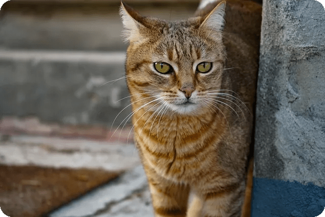 고양이 발 마사지로 행복과 건강을