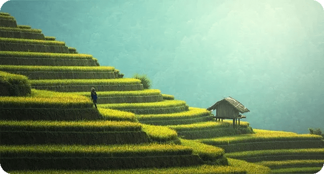GMO와 비GMO 영양가 비교의 진실은?