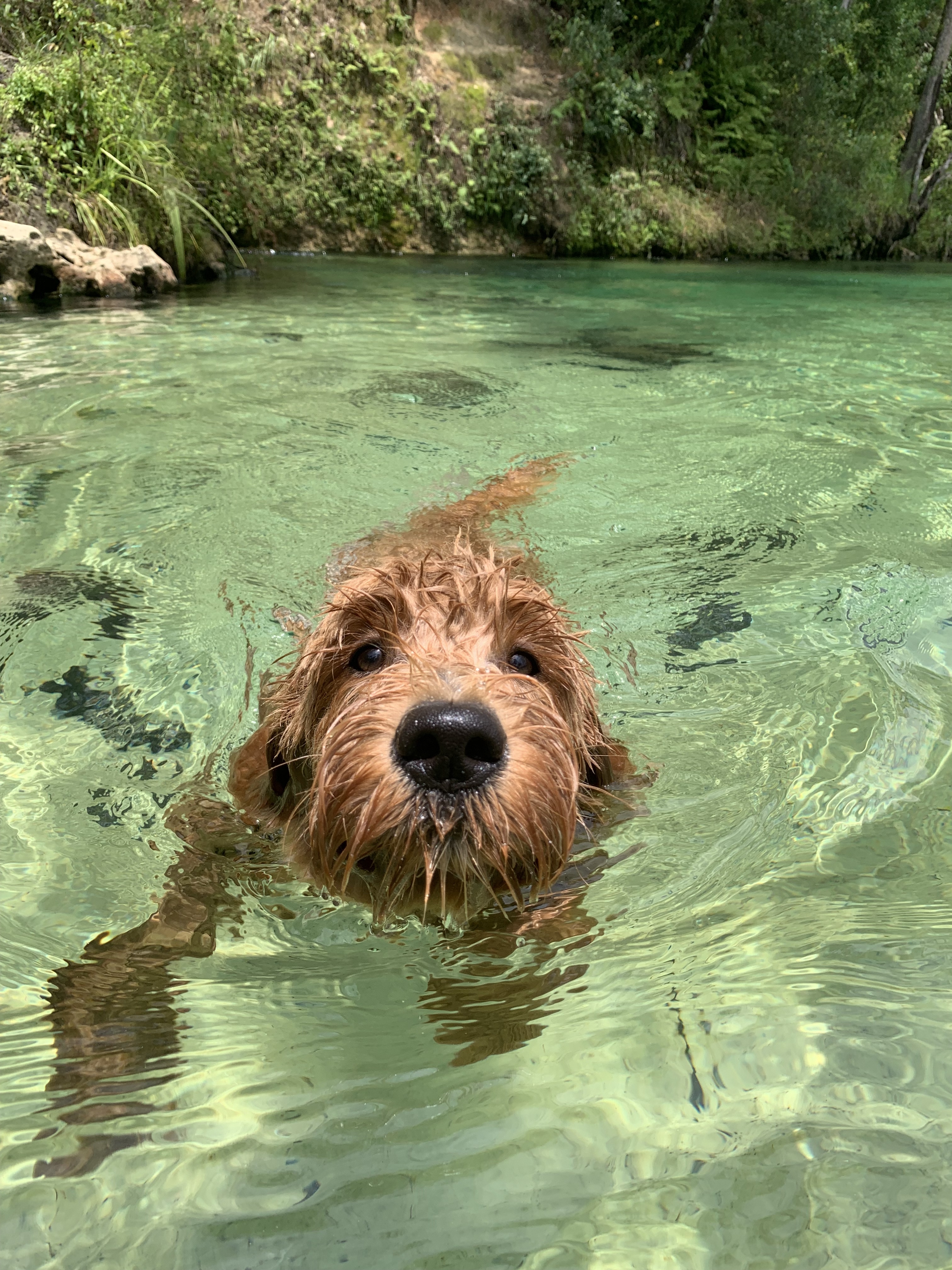 Swimming on the Econfina