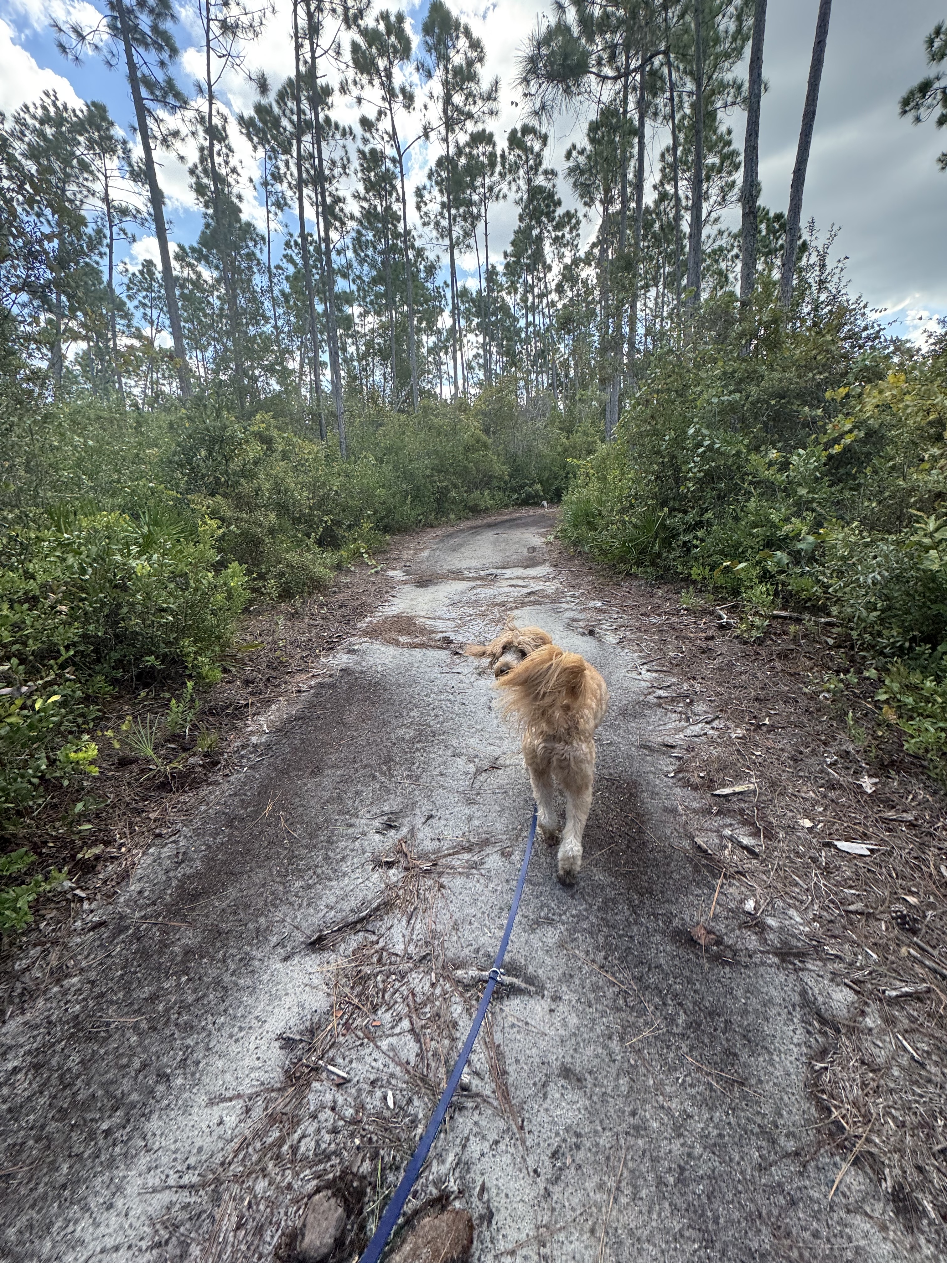 Trail at Lynn Haven Bayou Preserve Park