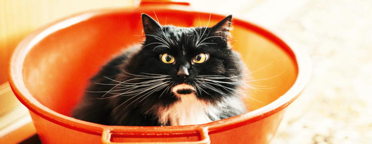 A fat cat in an orange bucket