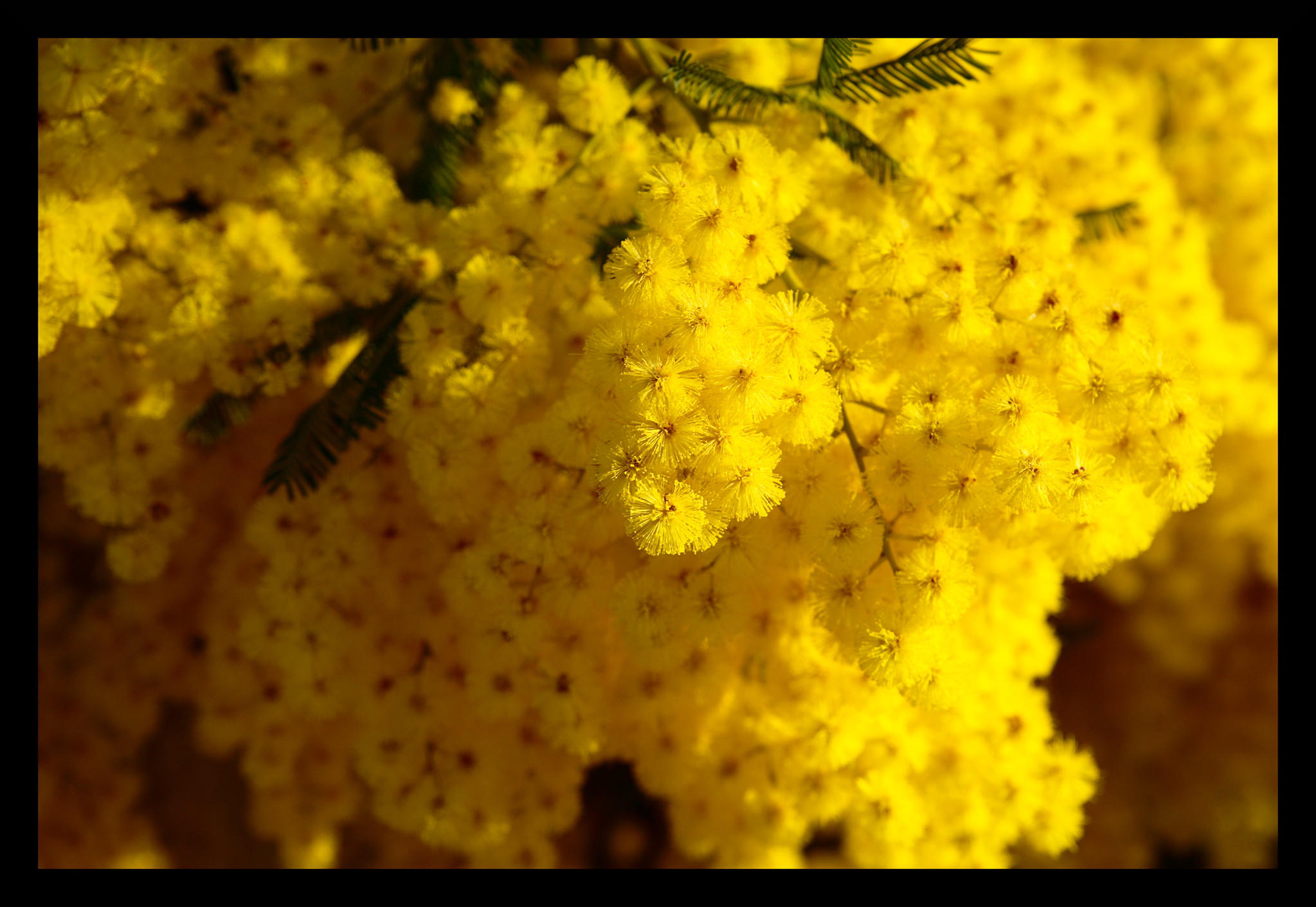 mimosa - nice yellow, spring flower