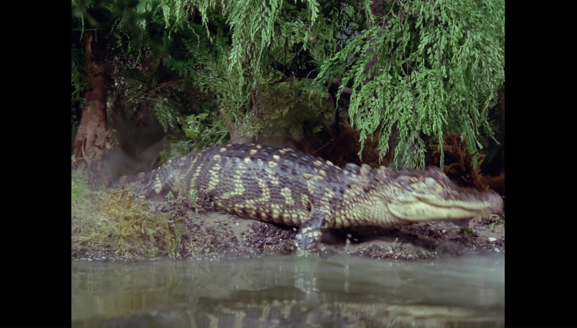 attackofthealligators00015