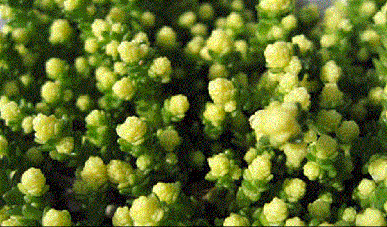 Goldmoss Stonecrop (Sedum acre) 7 Sedum Acre GoldAcre