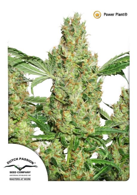 Power Plant Regular Seeds - 10 Pack - Dutch Passion