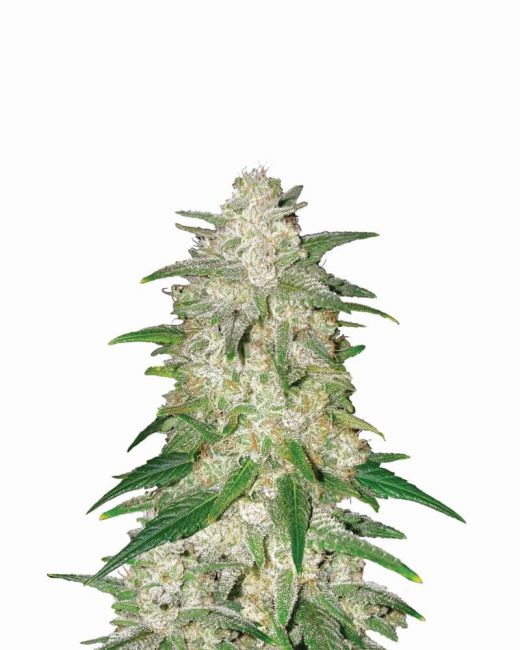 Gelato Auto Feminised Seeds - 5 Pack - Nirvana Seeds