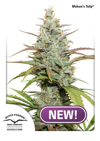 Mokum's Tulip Feminised Seeds - 10 Pack - Dutch Passion