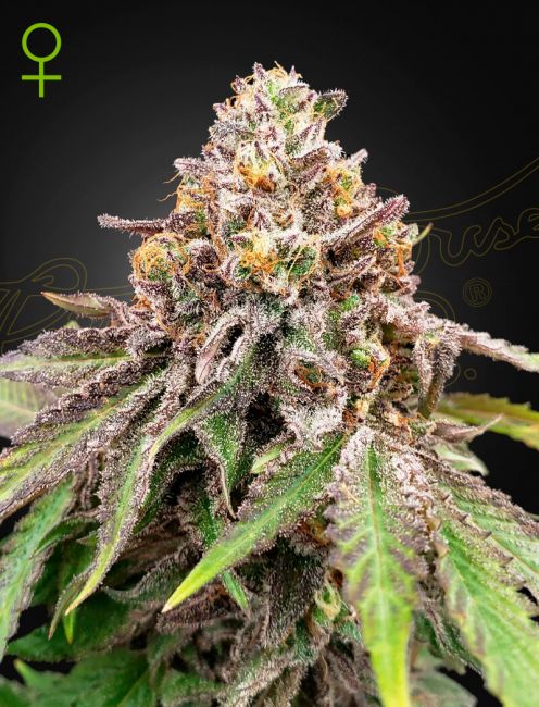 Blue Haze x Gelato 41 Auto Feminised Seeds - 10 Pack - Greenhouse Seed Co.