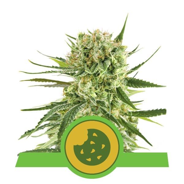 Royal Cookies Auto Feminised Seeds - 1 Pack - Royal Queen Seeds