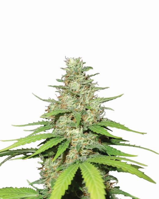 Top 44 Auto Feminised Seeds - 5 Pack - Nirvana Seeds