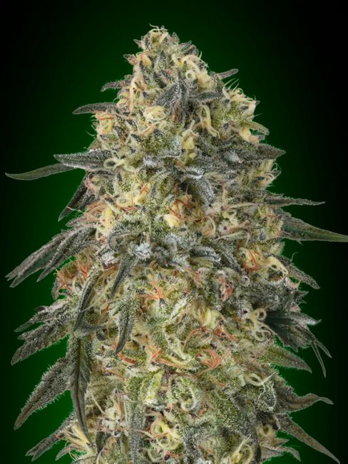 Gorilla Feminised Seeds - 5 Seeds - 00 Seeds - USA Dropship