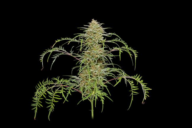 Freakshow Feminised Seeds - 5 Pack - Humboldt Seed Co.