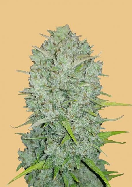 Original Northern Lights Auto Feminised Seeds - 10 Seeds - FastBuds - USA Dropship