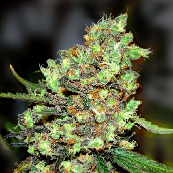 Skunk #1 Feminised Seeds - 5 Pack - G13 Labs