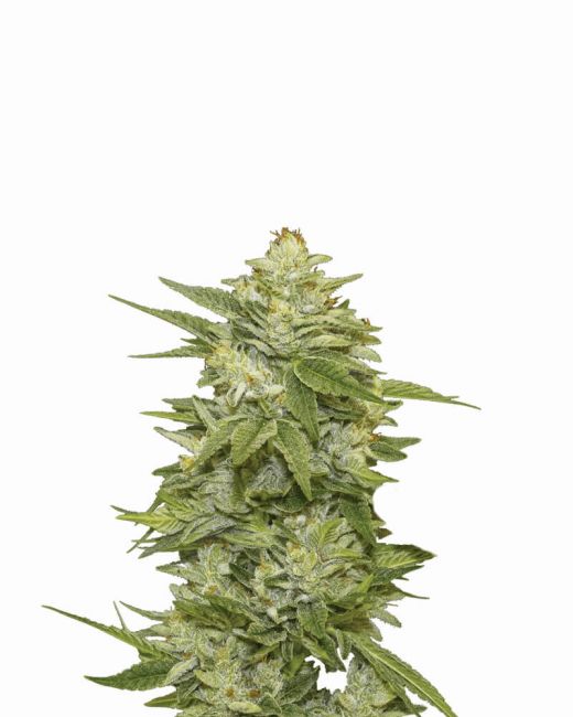 GG-48 Feminised Seeds - 5 Seeds - Nirvana Seeds - USA Dropship