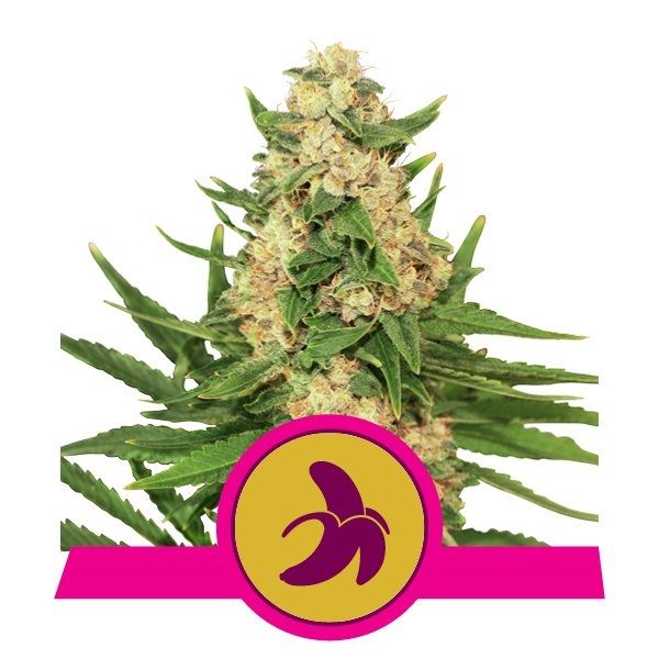 Fat Banana Feminised Seeds - 3 Pack - Royal Queen Seeds