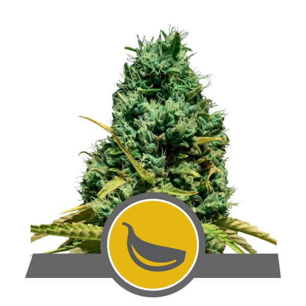 Garlic Mist Regular Seeds - 10 Pack - Royal Queen Seeds