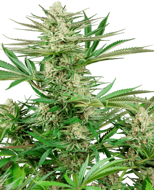 Malibu OG Gold Feminised Seeds - 3 Pack - Sensi Seeds