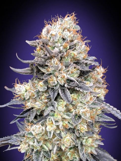 Purple Punch Auto Feminised Seeds - 5 Seeds - 00 Seeds - USA Dropship