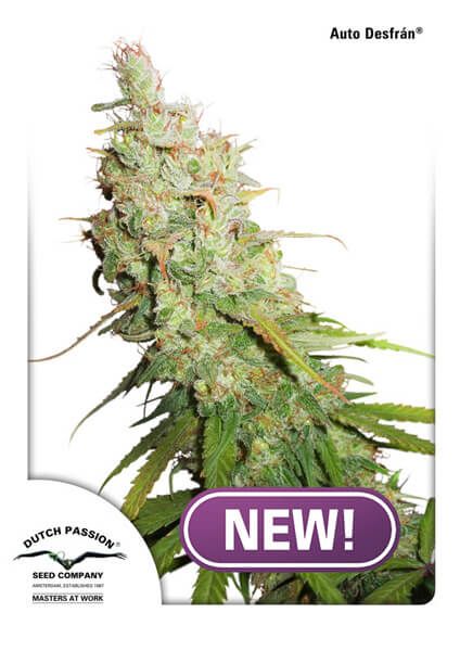Desfran Auto Feminised Seeds - 1 Pack - Dutch Passion