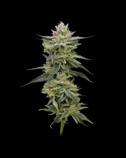 Hella Jelly (formerly Jelly Rancher) Feminised Seeds - 5 Seeds - Humboldt Seed Co. - USA Dropship