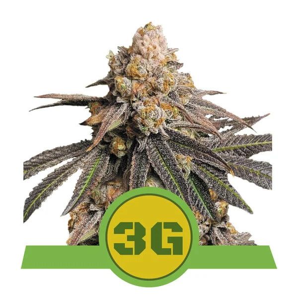 Triple G Auto Feminised Seeds - 5 Pack - Royal Queen Seeds