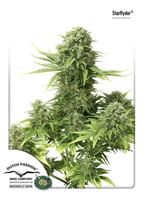 StarRyder Auto Feminised Seeds - 1 Pack - Dutch Passion