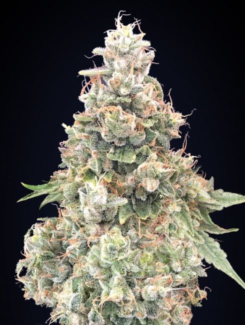 California Kush FAST Feminised Seeds - 5 Pack - 00 Seeds