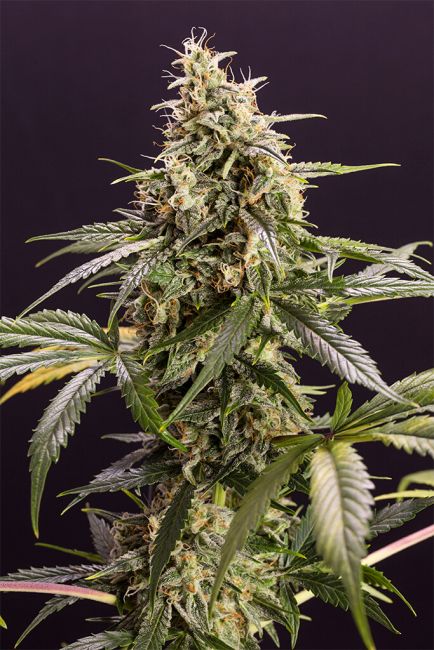 Chem-Bomb Auto Feminised Seeds - 10 Pack - Humboldt Seed Org.